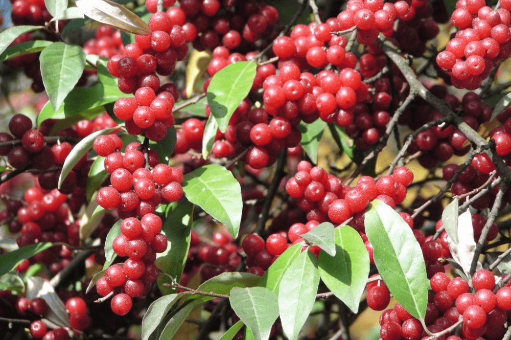 Des images de diff�rentes plantes